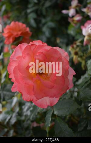 Eine große blühende rosa Rose ist auf dem Zweig im verschwommenen Rosengarten Hintergrund. Selektiver Fokus. Weiche rosa flauschige Gartenrose auf einem dunklen Hintergrund clos Stockfoto