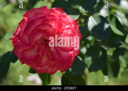 Eine Anlage mit Farbwechsel Rosen. Multicolor Rosen mit erstaunliche Kombination og rot, gelb, orange und rosa sieht aus wie helles Licht in es. Natürliche Stockfoto