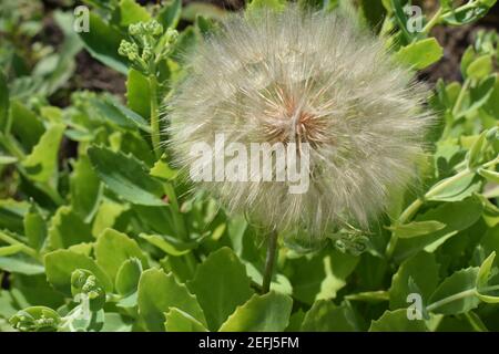 Taraxacum ist eine große Gattung von blühenden Pflanzen in der Familie Asteraceae, die aus Arten, die allgemein als Löwenzahn bekannt besteht. Löwenzahn Blumen wi Stockfoto