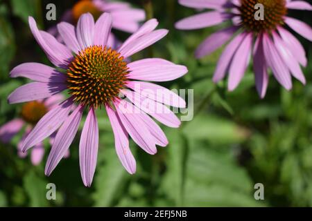 Lila Blume Echinacea purpurea im Garten. Botanische Hintergrund. Schöne rosa Blütenblätter blühenden Pflanzen. Dekorativer Strauch für Landschaftsgestaltung in Stockfoto