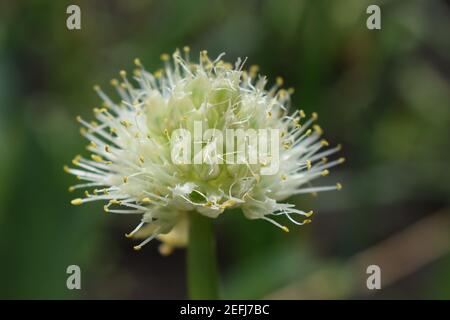 Allium polyanthum Zwiebeln Blütenstand mit Samen. Selektiver Fokus auf blühende Zwiebelblume mit Natur Bokeh Hintergrund. Nahaufnahme der Blüte Stockfoto