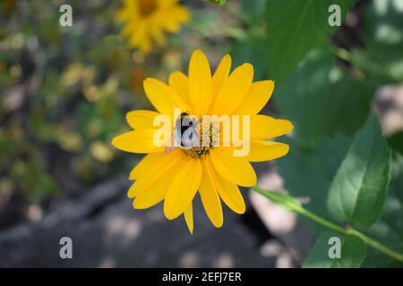 Hummeln oder Honigbienen bestäuben an falschen Sonnenblumen oder Heliopsis helianthoides im Garten an einem Sommertag. Gelbe Heliopsis in Nahaufnahme Stockfoto