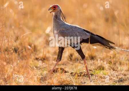 Ein Sekretär Vogeljagd im simbabwischen Hwange-Nationalpark. Stockfoto