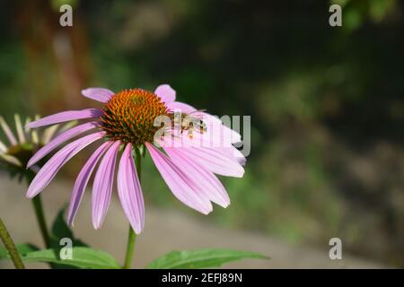 Detaillierte Nahaufnahme des Schönen Rosa oder Lila Coneflowers, (Echinacea purpurea), mit Biene sammelt Pollen und Nektar zu trinken. Stockfoto