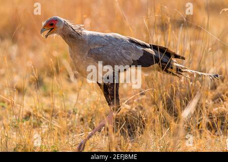 Ein Sekretär Vogeljagd im simbabwischen Hwange-Nationalpark. Stockfoto