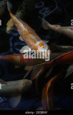Koi Fische in einem Teich. Stockfoto