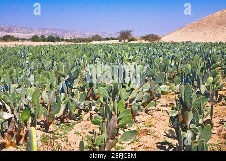 Kaktus Opuntia cochenillifera Ernte auf einem Feld, Nazca, Peru Stockfoto