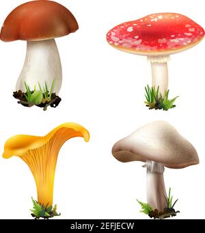 Realistische Pilze Satz von vier isolierten Bildern mit eingewachsenen Boletus girolle Champignon und fliegen agarische Vektor-Illustration Stock Vektor