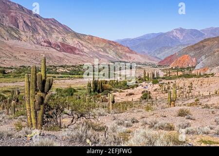 Cardón Kakteen (Echinopsis atacamensis) in der Quebrada de Humahuaca, schmales Bergtal in der Provinz Jujuy, Argentinien Stockfoto