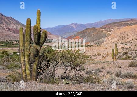 Cardón Kakteen (Echinopsis atacamensis) in der Quebrada de Humahuaca, schmales Bergtal in der Provinz Jujuy, Argentinien Stockfoto