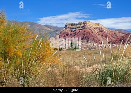 Pampas Gras und La Falda, bunte Felsformation in der Quebrada de Humahuaca, schmales Bergtal in der Provinz Jujuy, Argentinien Stockfoto