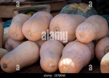 Verkauf von biologisch angebauten koreanischen Kürbissen auf einem Straßenmarkt Stockfoto
