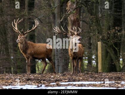 Dülmen, NRW, Deutschland. Februar 2021, 17th. Ein Rothirsch gähnt in der späten Nachmittagssonne dozily. Mildere Temperaturen und schmelzender Schnee bringen Rotwild und Damwild hervor, die im Wald des Naturreservats Dülmen nach Nahrung suchen. Kredit: Imageplotter/Alamy Live Nachrichten Stockfoto