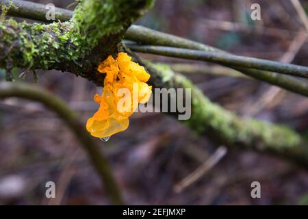 Gelber Hirnpilz (Tremella mesenterica), wächst auf Gorse und fotografiert nach Regen. Stockfoto