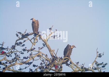 Zwei Weißrumpe-Geier (Gyps bengalensis), die auf einem Ast thronen. Nepal. Stockfoto