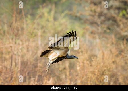 Schlankschnabelgeier (Gyps tenuirostris) im Flug nach der Fütterung auf Aas. Auf der Roten Liste der IUCN als vom Aussterben bedroht eingestuft. Nepal. Stockfoto