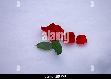 Mehrere Rosenblätter und Stechblätter liegen auf dem Boden Über frisch gefallener Schnee Stockfoto