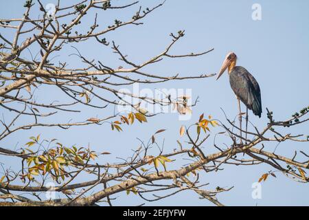 Kleiner Adjutant (Leptoptilos javanicus), der auf einem Ast thront. Nepal. Stockfoto