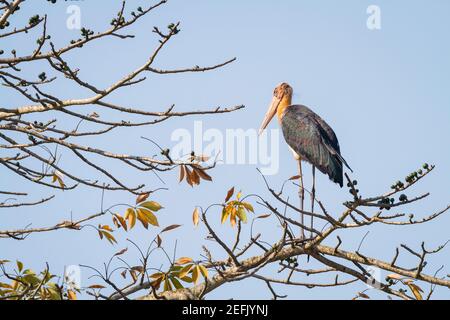 Kleiner Adjutant (Leptoptilos javanicus), der auf einem Ast thront. Nepal. Stockfoto