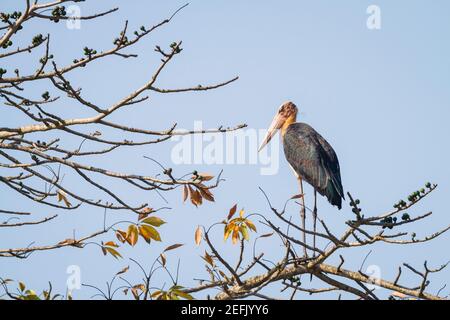 Kleiner Adjutant (Leptoptilos javanicus), der auf einem Ast thront. Nepal. Stockfoto