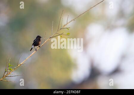 Pied Buschchat (Saxicola caprata) Männchen auf Zweig thront. Nepal. Stockfoto