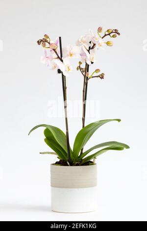 Orchidee vor weißem Hintergrund - Phalaenopsis Orchidee im Keramiktopf Stockfoto