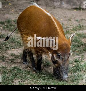 Ein Pinsel Ohr Schwein wanderng in einem Zoo, deutschland Stockfoto