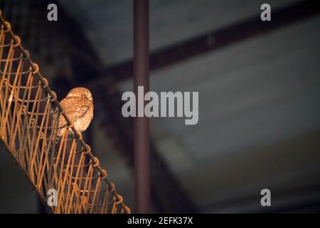 Gefleckte Eule (Athene brama) auf einer Metallstruktur verlassenen Fabrik thront. Nepal. Stockfoto