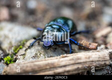 Macro Holzmistkäfer anoplotrupes stercorosus auf dem Boden, deutschland Stockfoto