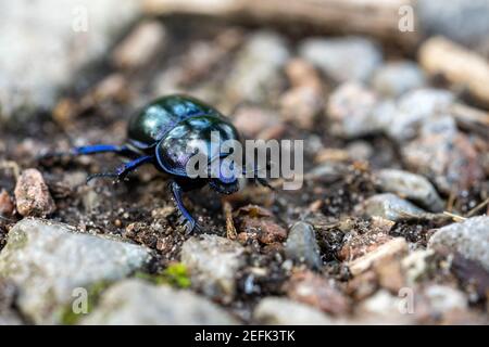 Macro Holzmistkäfer anoplotrupes stercorosus auf dem Boden, deutschland Stockfoto