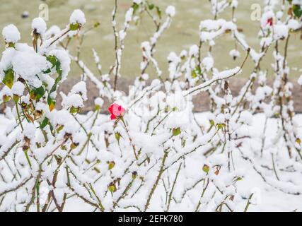 Rote Rose im schneebedeckten Rosenbusch. Stockfoto