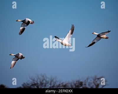 Schneegänse in Staten Island Preserve, Kalifornien Stockfoto