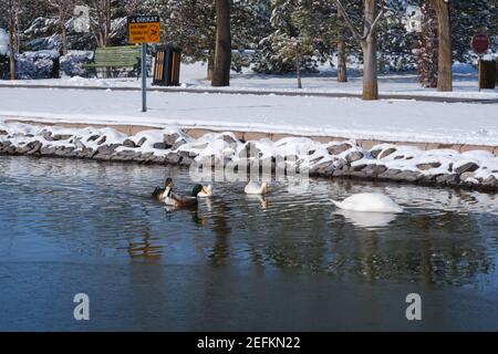 White Swan am See im Winter und Schnee am Hintergrund Stockfoto