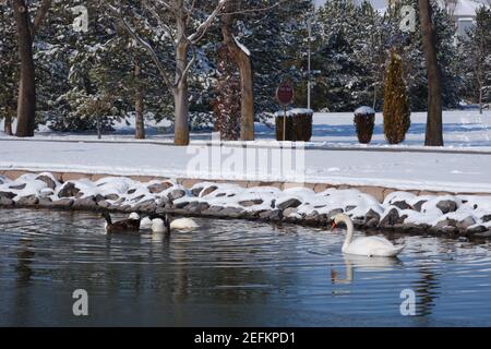 White Swan am See im Winter und Schnee am Hintergrund Stockfoto