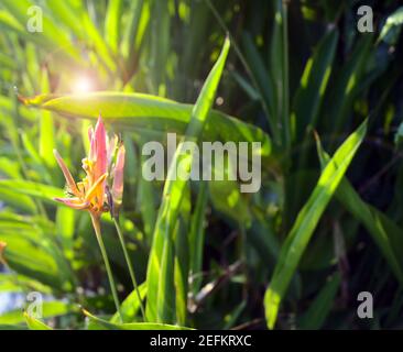 Exotische Blume, Paradiesvogel, strelitzia oder Kranich Blume am Fluss mit schönen Sonnenuntergang, Linsen Fackel Kreise. Stockfoto