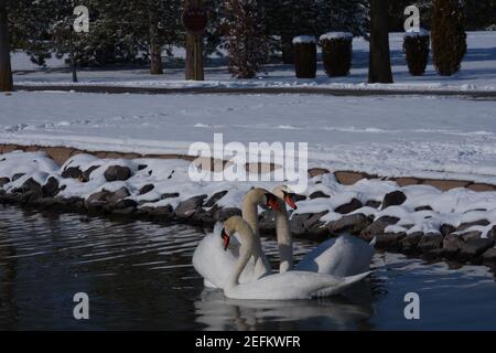 Three Swans at lake in a snowy day Stockfoto