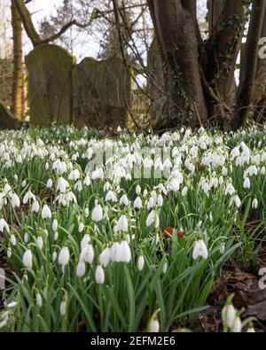 Hillmorton, Warwickshire, Großbritannien - 15th. Februar 2021: Ein Schneeglöckchen (Galanthus nivalis) wächst unter Bäumen auf einem englischen Kirchengräbnisfriedhof. Stockfoto