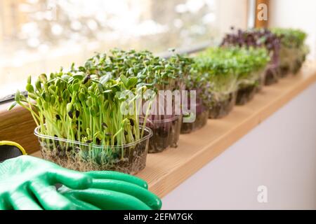 Microgreens auf einer Schwelle in der Nähe eines sonnigen Fensters im Dachgeschoss. Home Hobbys Gartenarbeit. Gesunde Ernährung. Stockfoto