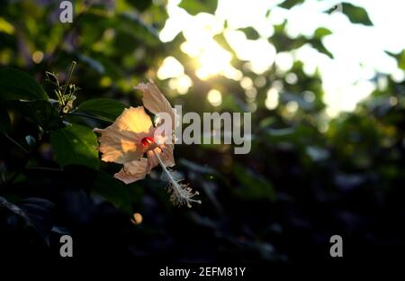 Hibiskusblüte. Hellbeige pastellgelbe Blütenblätter. Dschungel mit goldenem Sonnenlicht bei Sonnenuntergang und dunklen verschwommenen Busch, Bäume, Garten, Park abstrakte Textur. Stockfoto