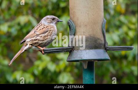 Ein Dunnock oder Heckensperling (Prunella modularis) Auf einem Gartenvogel Futterhäuschen in Südengland Stockfoto