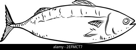 Thunfisch , Thunnus albacares Stock Illustration Vektor isoliert in weißem Hintergrund Stock Vektor