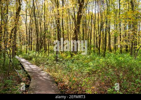 Hübsche hölzerne Promenade Pfad schlängelt sich durch einen grünen Wald getupft Mit Sonnenlicht im Herbst Stockfoto