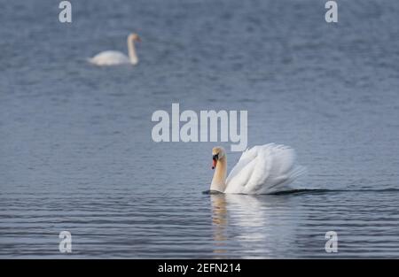 Schöne Paar weiße Schwäne schwimmen zusammen auf einem See. Stockfoto