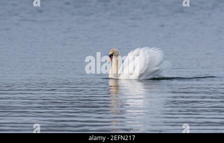 Schöner weißer Schwan, der alleine auf einem See schwimmend ist. Stockfoto