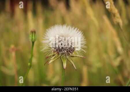 Löwenzahn in einem Feld mit verschwommenem grünen Gras im Hintergrund Stockfoto