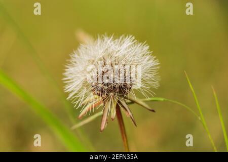 Löwenzahn in einem Feld mit verschwommenem grünen Gras im Hintergrund Stockfoto