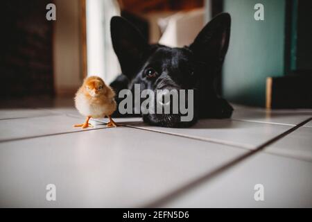 Küken und Hund nebeneinander auf dem Boden drinnen Stockfoto