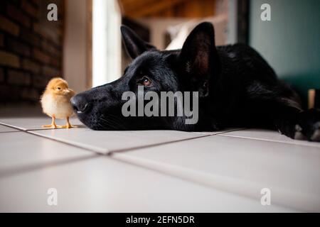 Küken und schwarzer Hund auf dem Boden schauen sich gegenseitig an Stockfoto