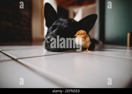 Schlafender Hund und Freund Huhn auf dem Boden drinnen Stockfoto