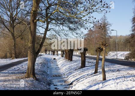 Holländische ländliche Landschaft mit Graben und Weiden im Winter Stockfoto